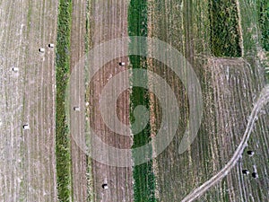 Aerial drone view, round hale bays on dry agricultural fields