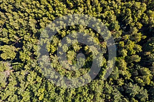 Aerial drone view of shortleaf spruce forest background photo