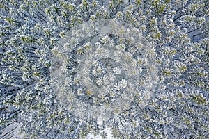 Aerial Drone View of Snow Covered Evergreen Christmas Tree Forest after Snow Blizzard - white beautiful treetops.