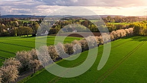 Aerial drone view of spring landscape a road among blossoming cherry alley near village and green fields. Germany