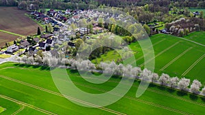 Aerial drone view of spring landscape a road among blossoming cherry alley near village and green fields. Germany