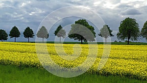 Aerial drone view summer landscape cloudy sky, rapeseed fields, windmills in German countryside.