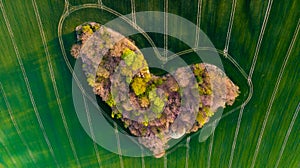 Aerial drone view to copse of love in heart shape