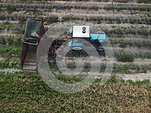 Aerial drone view of a tractor harvesting flowers in a lavender field. Abstract top view of a purple lavender field