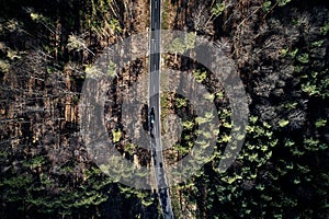 Aerial drone view of trees in autumn. Street crossing the forest with long evening sun shadows. Beautiful top view