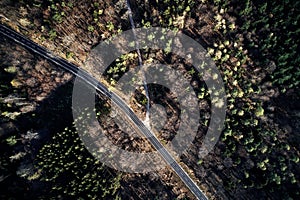 Aerial drone view of trees in autumn. Street crossing the forest with long evening sun shadows. Beautiful top view