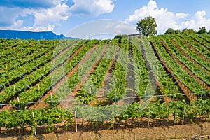 Aerial drone view on vineyard plantation in northern Italy.