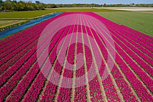 Aerial drone view violet tulip fields, water channels and windmills in sunny day in countryside Keukenhof flower garden