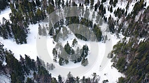 Aerial drone view of winter forest covered in snow, beauty of nature. Footage. Frozen pine trees forest, top view.