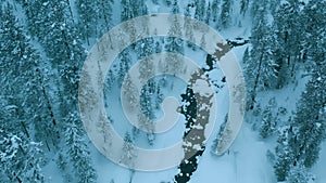 Aerial drone view winter landscape river in snowy mountain fir-trees forest in snowstorm. Winter Russia, Siberia.