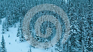 Aerial drone view on winter landscape snowy mountain forest in snowstorm.Top down view of tall snowy trees. Winter