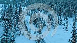 Aerial drone view on winter landscape snowy mountain forest in snowstorm.Top down view of tall snowy trees. Winter
