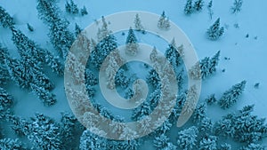 Aerial drone view on winter landscape snowy mountain forest in snowstorm.Top down view of tall snowy trees. Winter