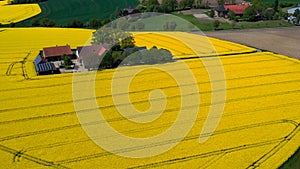 Aerial drone view of yellow rapeseed fields in German countryside