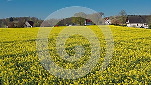 Aerial drone view of yellow rapeseed fields in German countryside