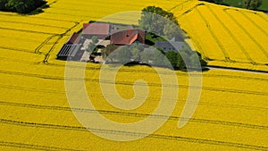 Aerial drone view of yellow rapeseed fields in German countryside