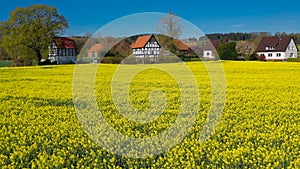 Aerial drone view of yellow rapeseed fields in German countryside