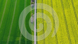 Aerial drone view of yellow rapeseed fields in German countryside.