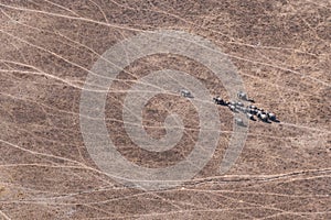 Aerial of Elephant Herd in Dry Savanna, Moremi Game Reserve, Botswana