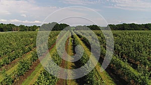 Aerial: farm, orchard, rows of fruit trees. Young seedlings of apple or peach trees.