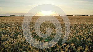 Aerial fast flying over golden ears wheat vast field farmland at sunset