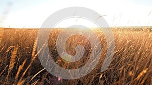 AERIAL: field of golden grass at sunset. Camera moves through the ears of wheat towards the setting sun on horizon. It