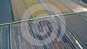 Aerial Flight Above Rice Fields