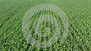 Aerial, Flight Above Rural Countryside Landscape With Growing Corn Field Morning Sunrise. Aerial View of Corn Crops