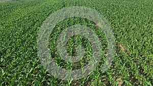 Aerial, Flight Above Rural Countryside Landscape With Growing Corn Field Morning Sunrise. Aerial View of Corn Crops