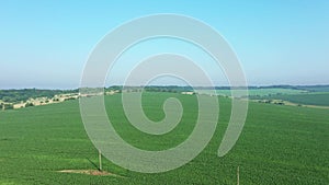 Aerial, Flight Above Rural Countryside Landscape With Growing Corn Field Morning Sunrise. Aerial View of Corn Crops Field