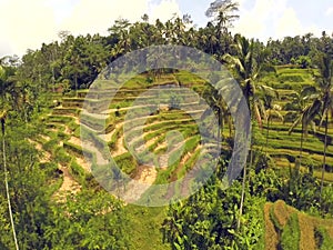 Aerial flight over asian rice field , rice Terraces in Bali, Indonesia