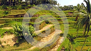 Aerial flight over asian rice field , rice Terraces in Bali, Indonesia