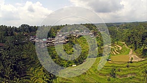 Aerial flight over asian rice field , rice Terraces in Bali, Indonesia