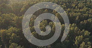 Aerial flight over autumn trees in wild park in september