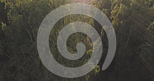 Aerial flight over autumn trees in wild park in september