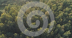 Aerial flight over autumn trees in wild park in september