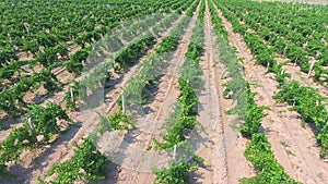 Aerial flight over beautiful champaigne vineyard rows in the mountains.