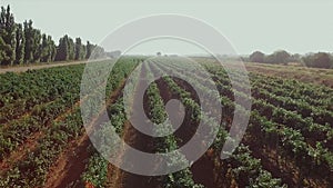 Aerial flight over beautiful vineyard landscape in the morning