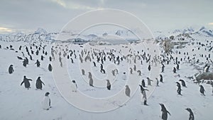 Aerial flight over penguins, seals. Antarctica.