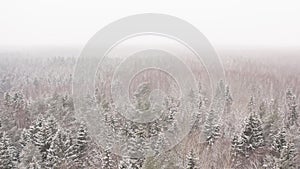 Aerial flight over picturesque frozen forest with snow covered pine trees.