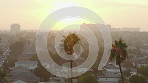 AERIAL: Flight over two palm trees in Sunlight , Sunset in Venice, California,