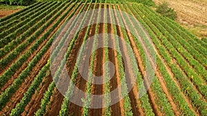 Aerial flight over vineyard rows â€“ Footage