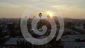 AERIAL: Flight between two palm trees in Sunlight , Sunset in Venice, California,