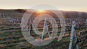 Aerial flight beside vineyard rows at early springtime at sunset