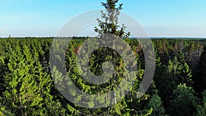 Aerial Fly around tall pine tree, treetop closeup