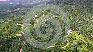 Aerial fly over hillslope planted with oil palm tree
