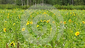 Aerial Fly Through Over Lush Sunflower Field in Elkhart