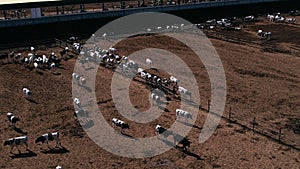 Aerial fly over view of cattle feedlot.
