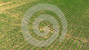 AERIAL Flying above field of maize growing in dry soil after a period of drought