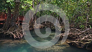 Aerial flying through mangrove forest with clear water stream, Krabi, Thailand